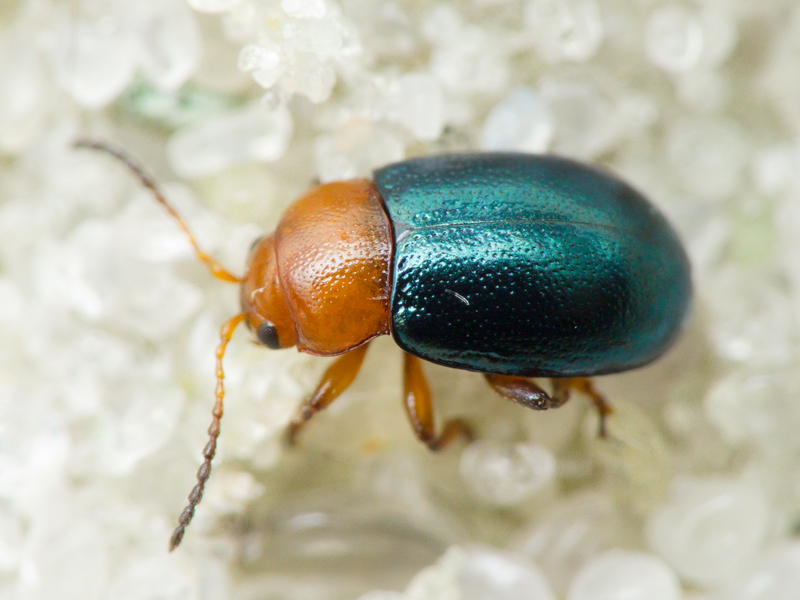 Podagrica menetriesi (Faldermann, 1837)